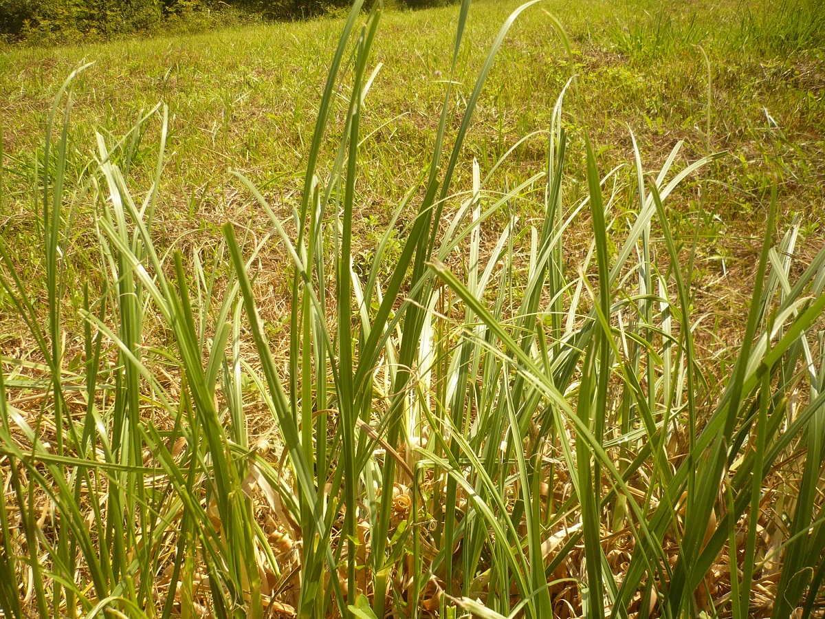 Hyparrhenia hirta (Poaceae)